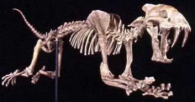 Hoplophoneus Skeleton