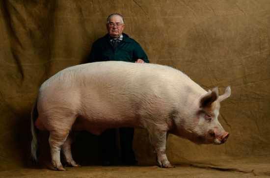 Pig