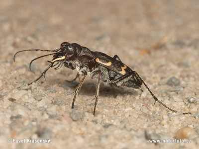 Heath-Tiger-Beetle-1588