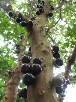 Jabuticaba (Myrciaria cauliflora) is a striking fruit tree native to Brazil. Unlike most fruit trees, its fruits grow directly on the trunk, giving the tree the peculiar appearance of weeping oily tears. The small, dark fruits are frequently compared to grapes and can be eaten whole or crushed to make juice or wine. Equally unusual are the hairy white flowers that sprout from the trunk and transform into the black fruits. The Jabuticaba tree is capable of blooming and fruiting multiple times a year when conditions are optimal.
