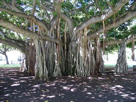 Banyan-Tree-Aerial-Root