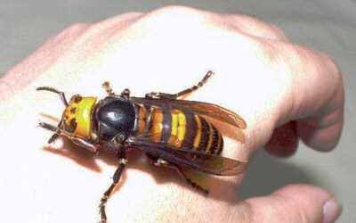 Japanese Giant Hornet