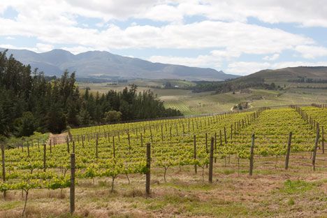 https://upload.wikimedia.org/wikipedia/commons/3/3a/Charles_Fox_Cap_Classique_Wine_Estate_Vineyard_Landscape.jpg