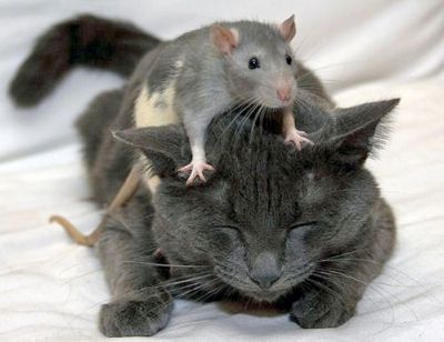 Catdiet