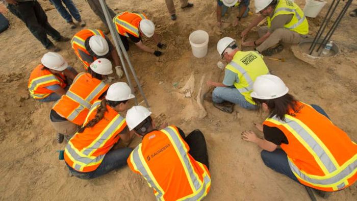 On August 30, 2017, museum staff, construction workers, and volunteers joined forces to excavate the skeleton.