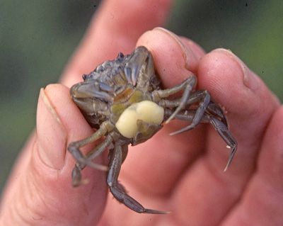 Sacculinacarciniweb