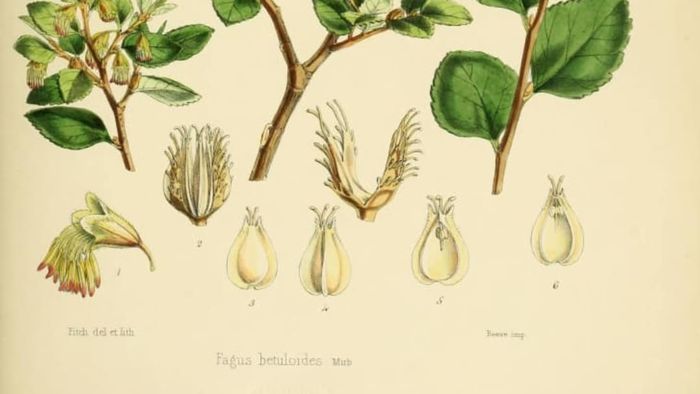 Hooker’s illustration of Nothofagus betuloides, the Magellan beech, which he collected during the Ross expedition.
