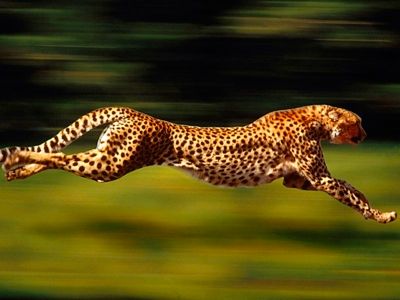 Cheetah