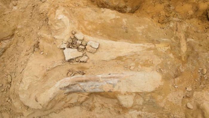 A close-up shot of the triceratops fossil as it's being unearthed.