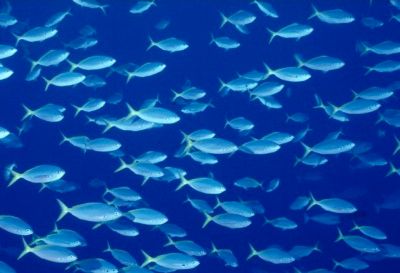 Fish-School
