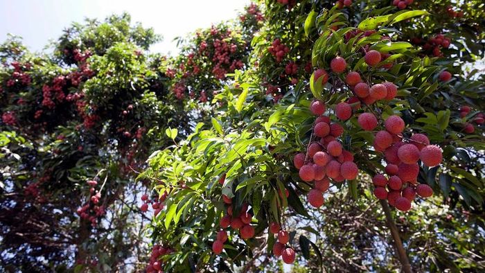 Lychee fruit