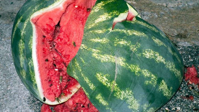 The Burst of a Watermelon