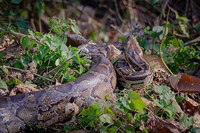 https://upload.wikimedia.org/wikipedia/commons/thumb/d/d6/Python_molurus_in_it%27s_habitat.jpg/640px-Python_molurus_in_it%27s_habitat.jpg