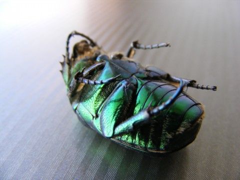 File:Dead-Bug 43215-480x360 (5000576310).jpg