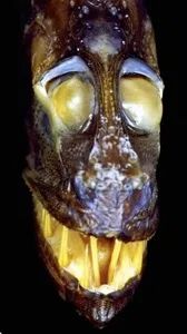 Fangtooth