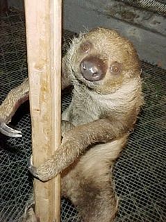Sloth