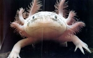 Axolotl