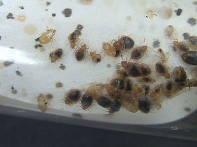 Introducing Bedbugs