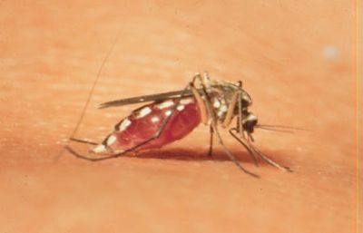 Mosquitoes