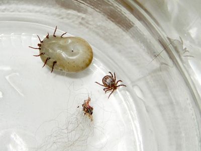 Ticks 1