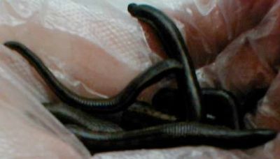 Leeches-Hand
