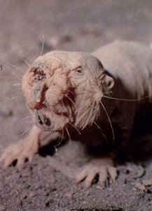 Molerat