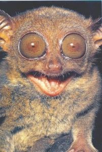 Tarsier