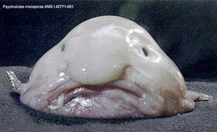 Blobfish