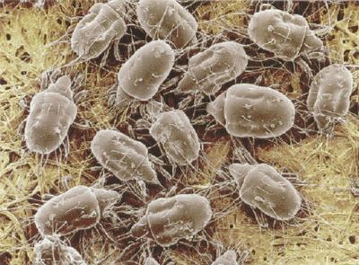 Dust Mites