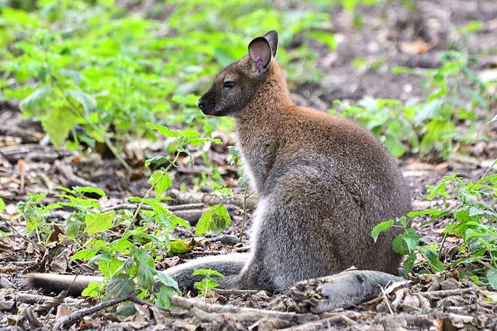 File: Wallaby at the Hoenderdaell animal park in Anna Paulowna.jpg