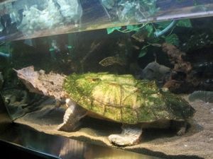 800Px-Matamata Turtle 2048X1536