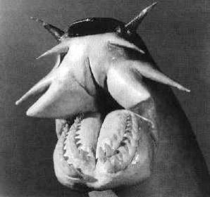 458373-Hagfish