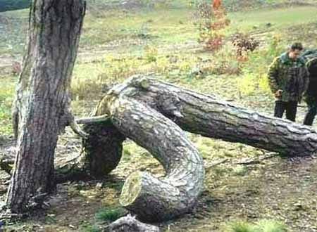 Image007