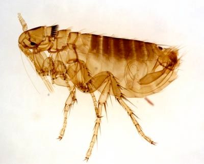 Flea-1
