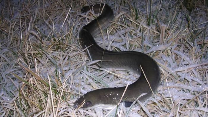 Adult European eels are remarkably resilient, capable of traversing short distances across land during migration.