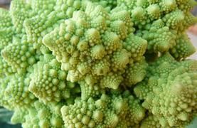 A photo of Romanesco cauliflower