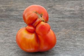 Imperfectly shaped produce is often left unharvested because consumers are less likely to buy it.