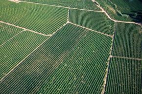 In the United States, larger farming operations are more inclined to grow crops for export or non-food uses.
