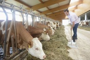 The types of livestock and crops a farm produces are key factors in determining how many people its yield can sustain.