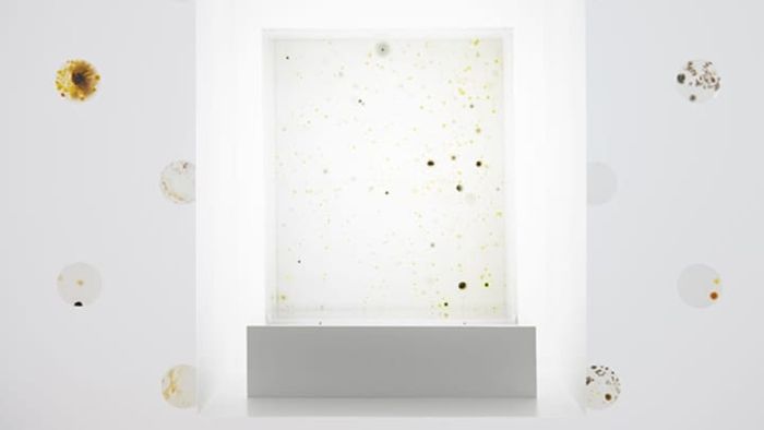 Artwork: 2666 by Anicka Yi, 2015. Photo: Philipp Hänger. Courtesy of the Guggenheim Museum.