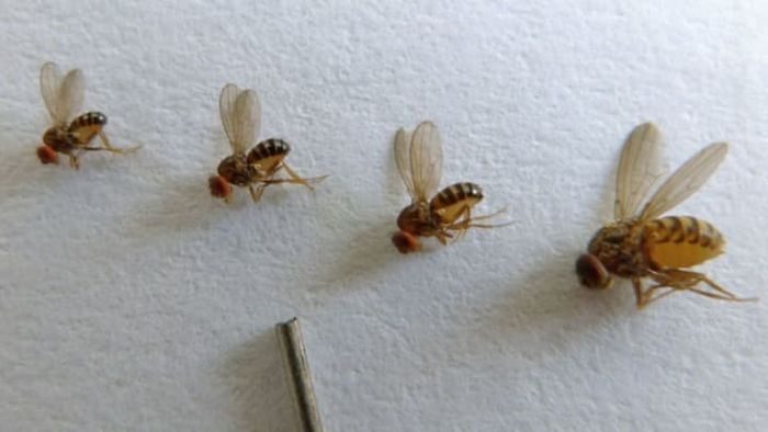 Photo by John Tann via Wikimedia Commons // CC BY 2.0