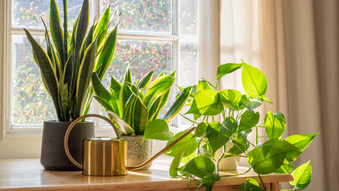a collection of plants arranged on a sunlit table