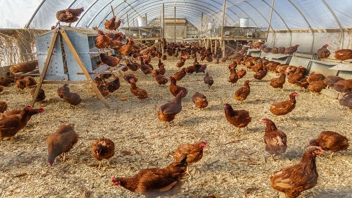 organic cage-free eggs