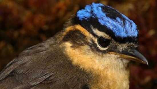 2011-05-24-14-28-17-4-Blue-Capped-Ifrita