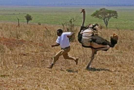 Man-Chased-Ostrich-500X337