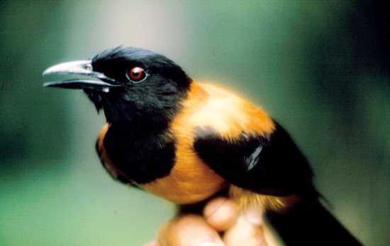 2-Pitohui-Horizontal