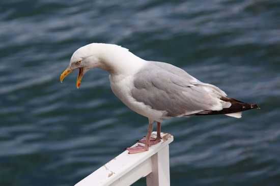 Seagull-Screaming-871281976747C3Dh