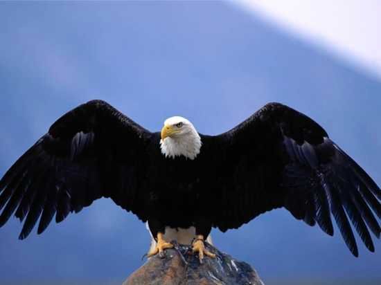 Bald Eagle-Wingspan-1024X768