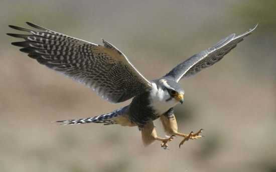 Peregrine-Falcon-3