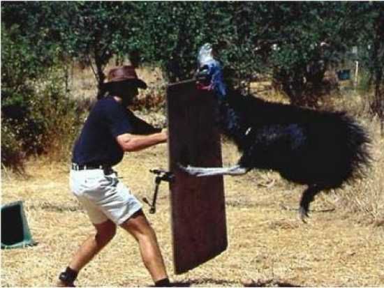 Cassowary Attack-1